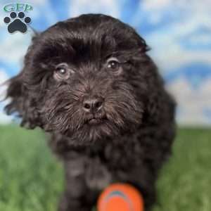 Bronco, Shih-Poo Puppy